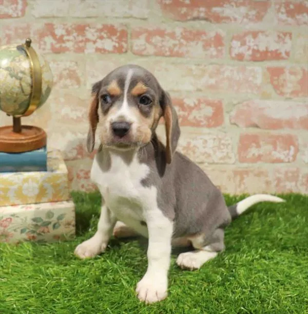 Female Beagle puppy for sale at Puppy Station GA.