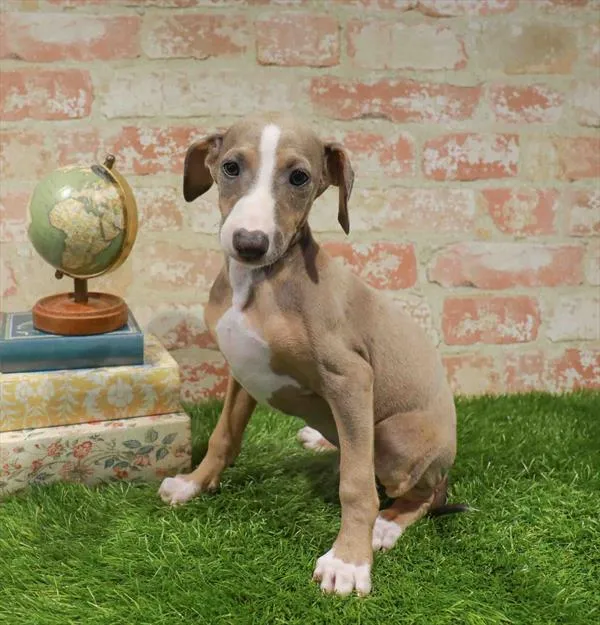 Male Italian Greyhound puppy for sale at Puppy Station GA.