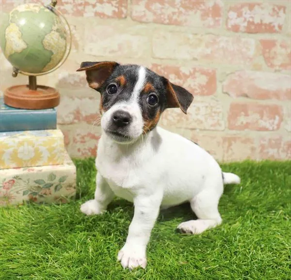 Male Jack Russell Terrier puppy for sale at Puppy Station GA.