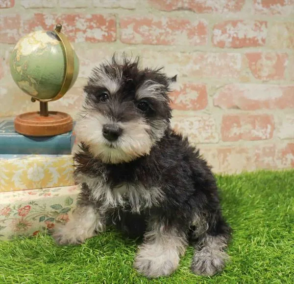 Male Mini Schnauzer puppy for sale at Puppy Station GA.