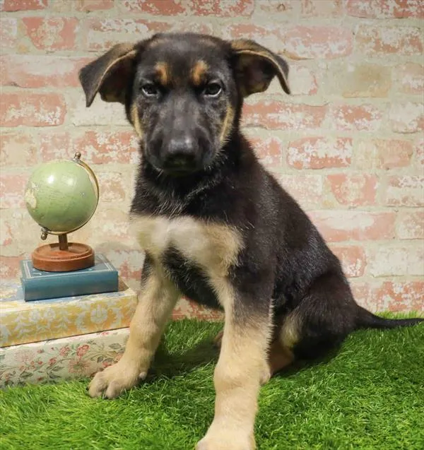Male German Shepherd puppy for sale at Puppy Station GA.