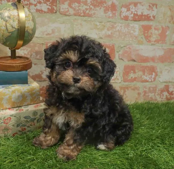 Female Cavapoo puppy for sale at Puppy Station GA.