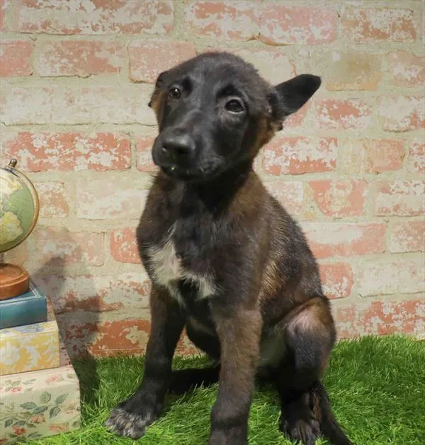 Male Belgian Malinois puppy for sale at Puppy Station GA.