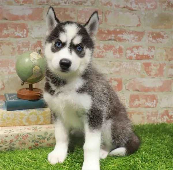 Male Siberian Husky puppy for sale at Puppy Station GA.