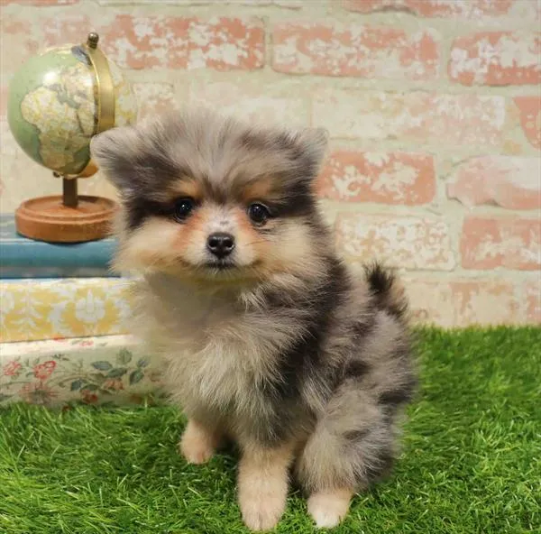 Female Pomeranian puppy for sale at Puppy Station GA.
