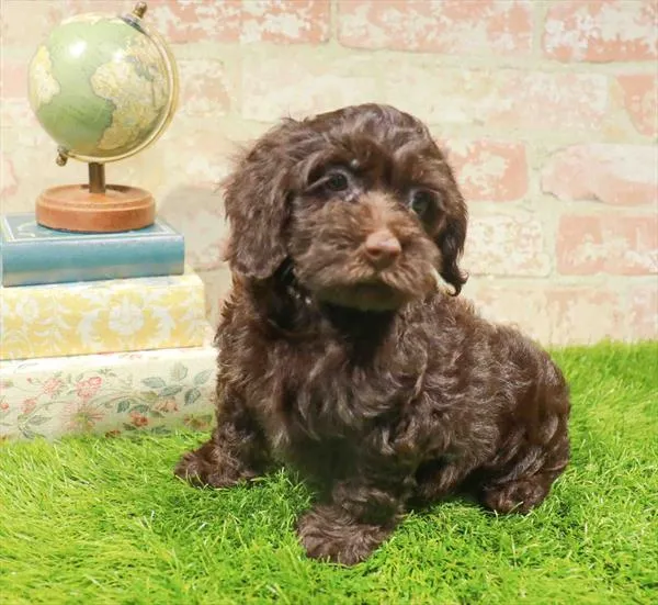 Male Cockapoo puppy for sale at Puppy Station GA.