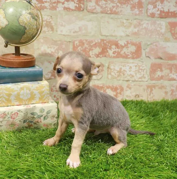Male Chihuahua puppy for sale at Puppy Station GA.