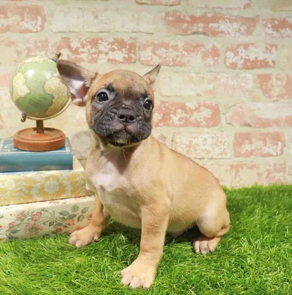 Male French Bulldog puppy for sale at Puppy Station GA.