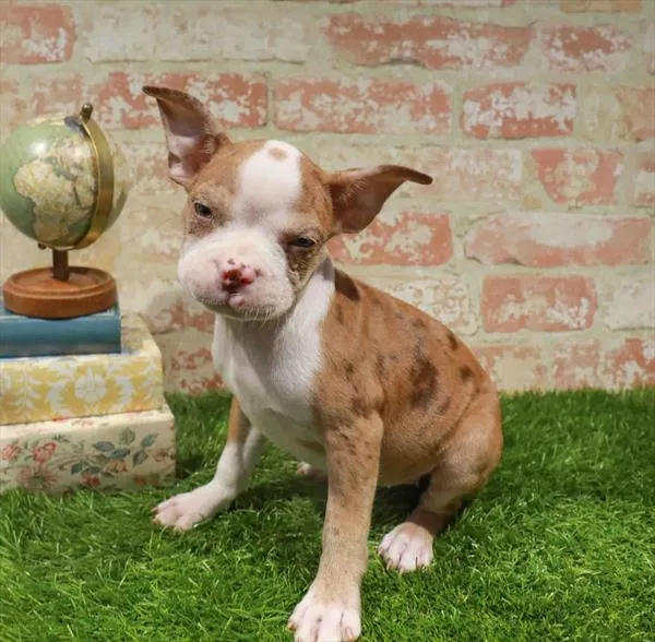 Female Boston Terrier puppy for sale at Puppy Station GA.