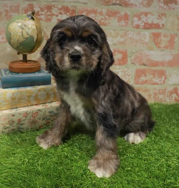 Male Cocker Spaniel puppy for sale at Puppy Station GA.