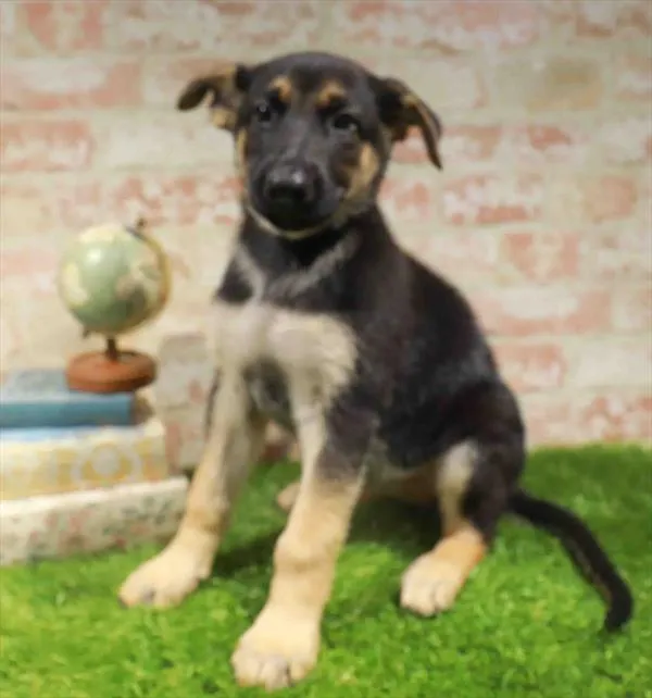 Female German Shepherd puppy for sale at Puppy Station GA.