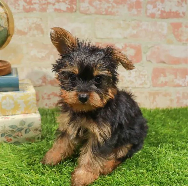 Female Yorkie puppy for sale at Puppy Station GA.