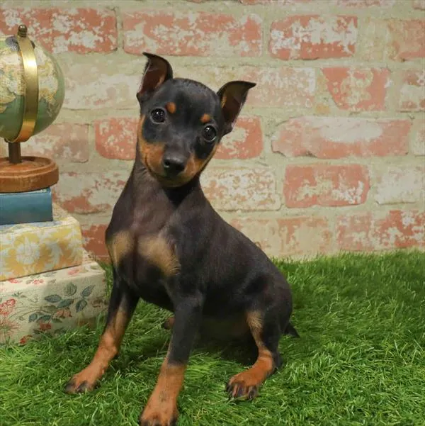 Male Min Pin puppy for sale at Puppy Station GA.