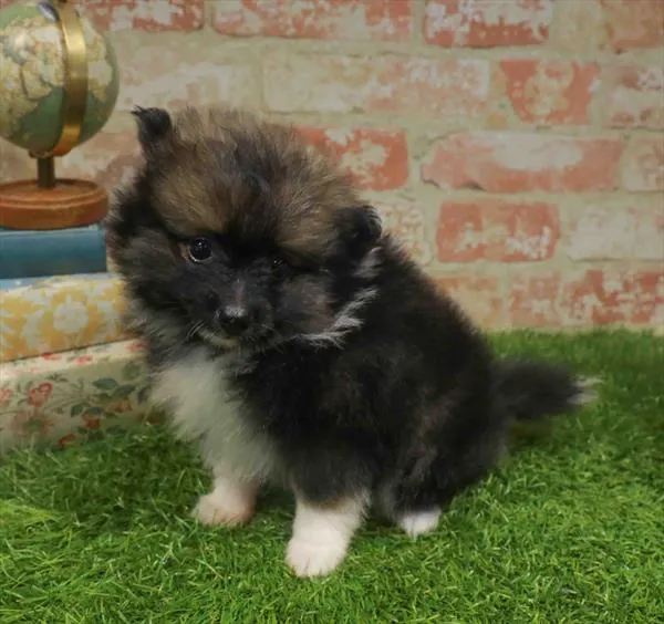 Male Pomeranian puppy for sale at Puppy Station GA.