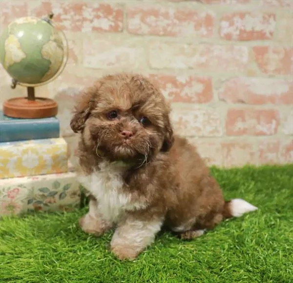 Male Teddy Bear puppy for sale at Puppy Station GA.