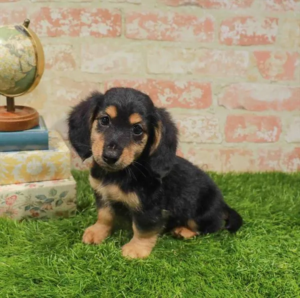 Female Dachshund puppy for sale at Puppy Station GA.