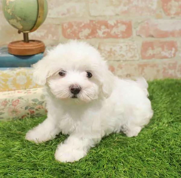 Female Maltese puppy for sale at Puppy Station GA.